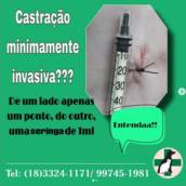 Castração de Animais - Saúde e Bem-Estar para Seu Pet em Assis, SP