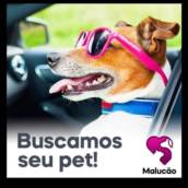TAXI DOG