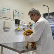 Consulta Veterinária 