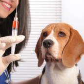 Vacina Veterinária