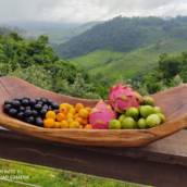 Caipirinhas 