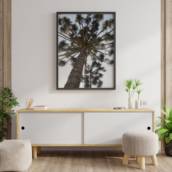 Quadro de Araucária em Bauru