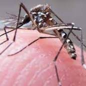 Nebulização contra mosquito da dengue