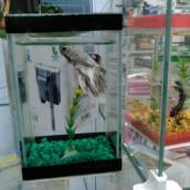 Peixe Beta em Avaré 