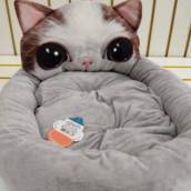 Casinha para Gato em Avaré 