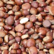 Castanhas 