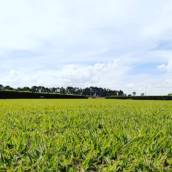 Roçagem para Condominios