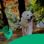 Rastreamento de Pets - Segurança e Tranquilidade em Curitiba