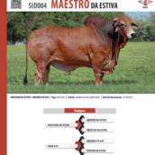 Touro Sindi Maestro da Estiva (SID004)