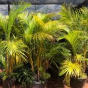 Areca
