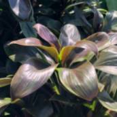 Dracena Compacta