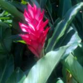 Alpinia