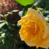 Roseira Amarela