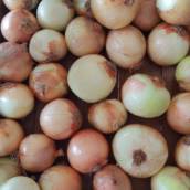 Cebola em Bauru 