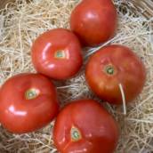 Tomate em Bauru