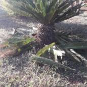 Jardinagem