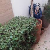 Jardinagem