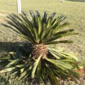 Jardinagem