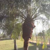Jardinagem