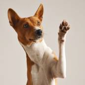 Treinador de Cães em Bauru