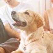 Treinamento Canino em Bauru 
