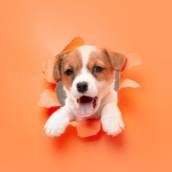 Atendimento Veterinário de Qualidade - Benefícios Exclusivos em São Manuel/SP