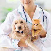 Clinica veterinária