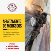 Afastamento de Morcegos - Proteção e Segurança em Cândido Mota
