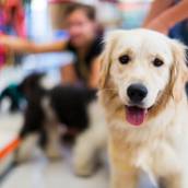 Petshop