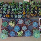 Plantas ornamentais