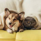 Atendimento Home Care Pet