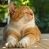 Castração de Cães e Gatos