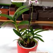 Orquídea