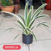 Bromélia