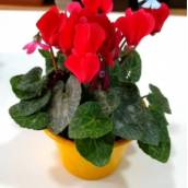 Ciclame