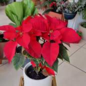 Flor do natal