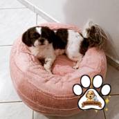 Cama nuvem Pet Bauru