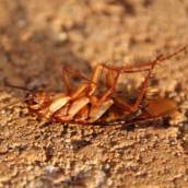 Dedetização de Baratas