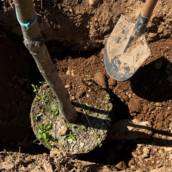 Empresa que faz plantio de árvore em Bauru