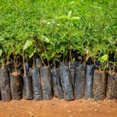 Mudas de árvores e Plantas em Bauru