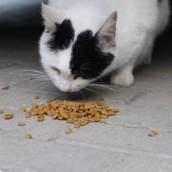 Rações para Gatos 