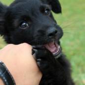 Pet Sitter