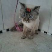 Banho em gato 