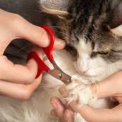Corte de unha em gato