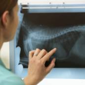 Medica Veterinária para Fazer Exames em Cães e Gatos em Bauru