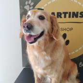Banho em cachorro de porte grande 