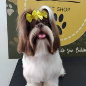 Tosa em cachorro 