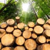 Energia de Biomassa - Solução Sustentável e Eficiente em Osasco/SP