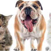 Artigos para Animais de Estimação