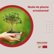 Muda de planta ornamental